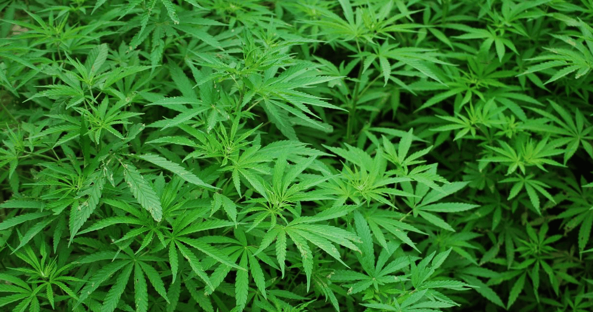 Fumare erba in Asia: le leggi sul consumo di marijuana 