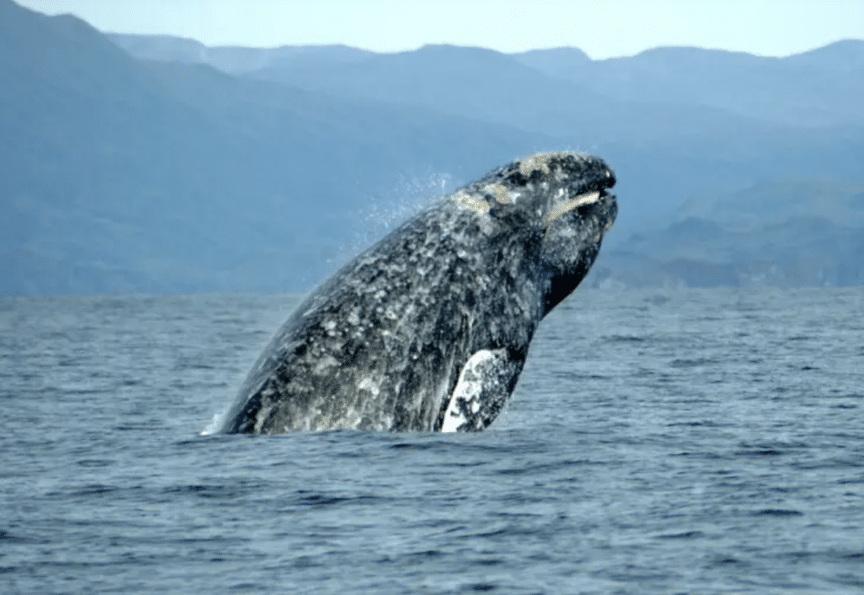 giappone balene